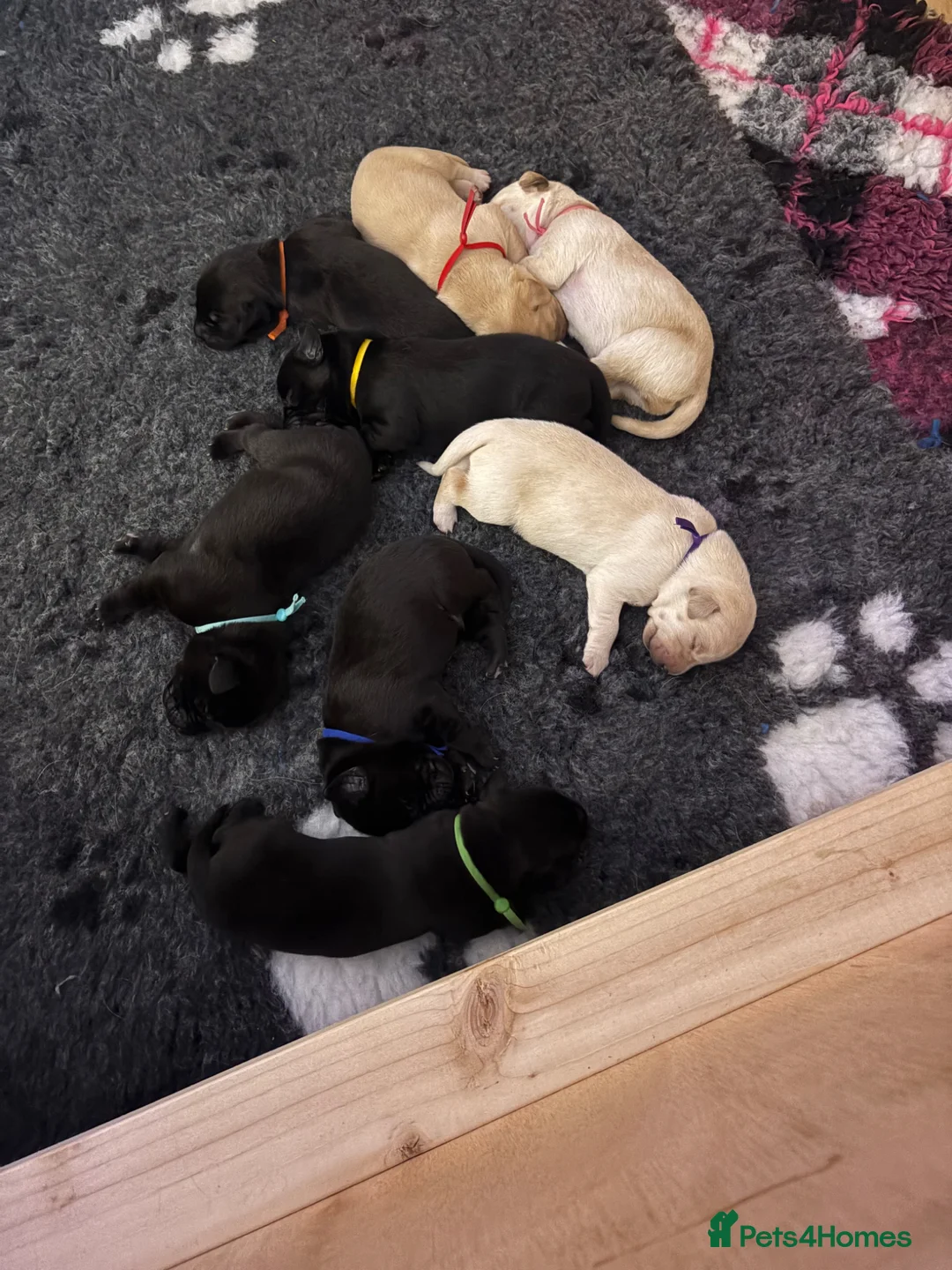 Labrador Retriever dogs for sale: Simply the best Labrador puppies KC registered - Advert 7