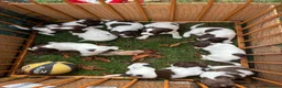 English Springer Spaniel dogs for sale: Willows pups. One girl remaining  - Advert 13