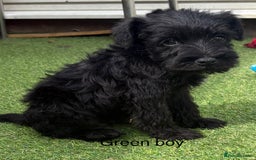 Schnoodle dogs for sale: Stunning litter of Schnoodle pups - Image 7