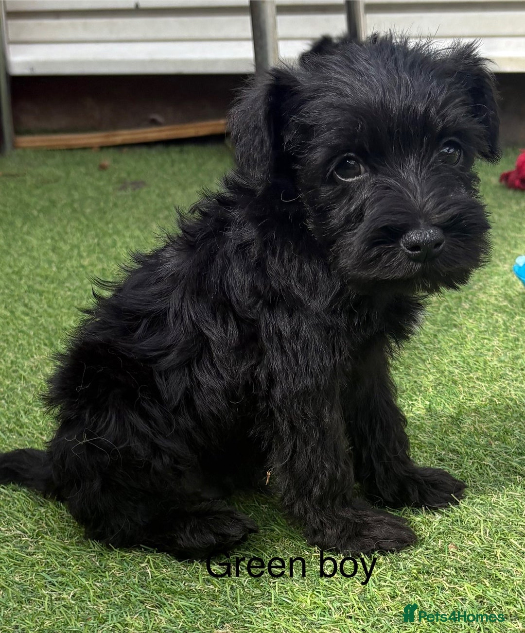Schnoodle dogs for sale: Stunning litter of Schnoodle pups - Image 7
