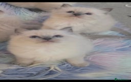 Ragdoll cats for sale: Stunning Ragdolls  - Image 12