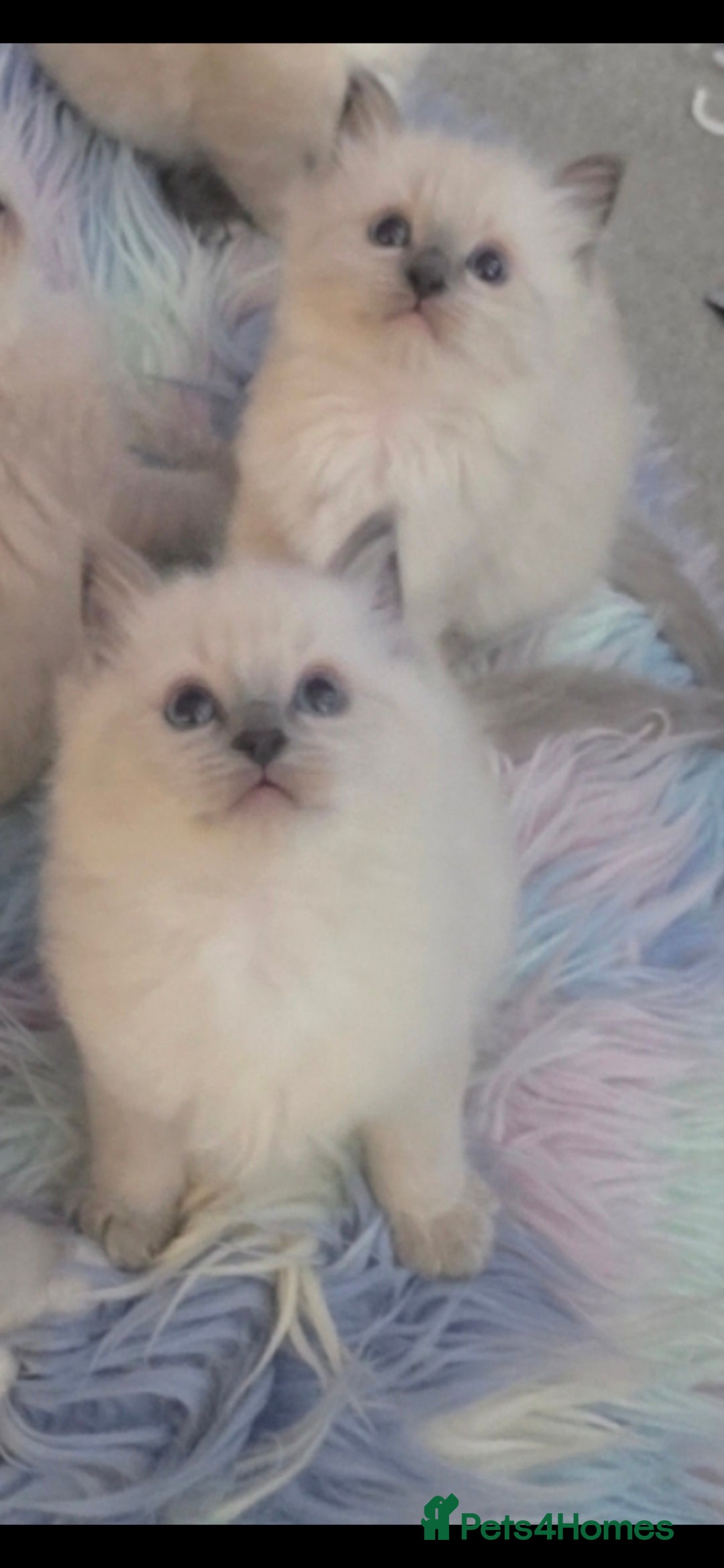 Ragdoll cats for sale: Stunning Ragdolls  - Image 12