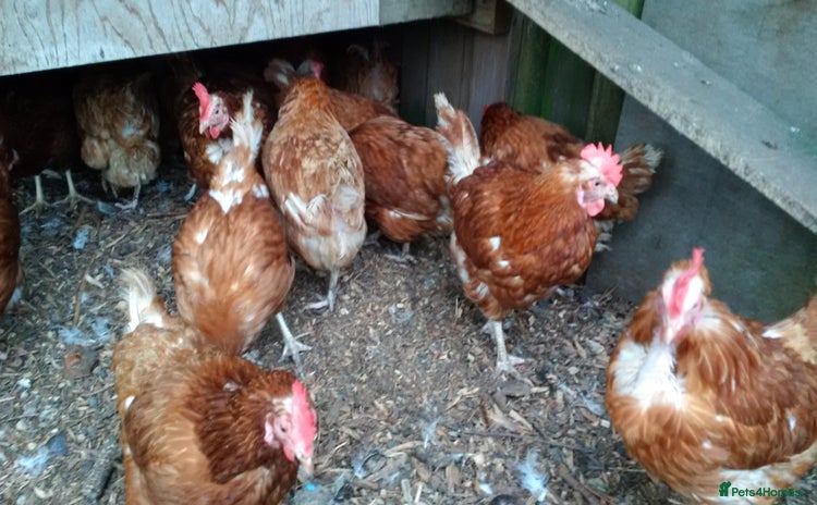 Hens poultry Laying Hens Warrens - Advert 11