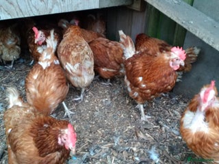 Hens poultry Laying Hens Warrens - Advert 11