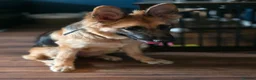 German Shepherd dogs for sale: Gorgeous Female German Shepherd Puppy  - Advert 9