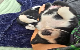 Mixed Breed dogs for sale: Short haired Collie pups - Image 9