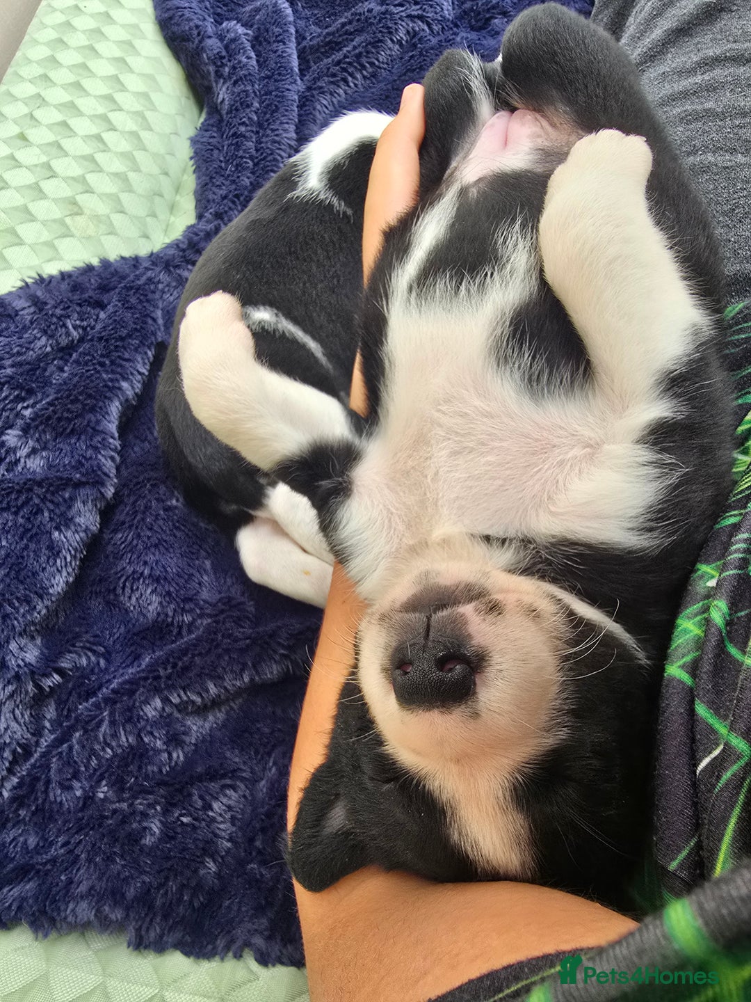 Mixed Breed dogs for sale: Short haired Collie pups - Image 9