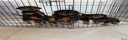 Rottweiler dogs for sale: 3 gorgeous Rottweiler pups  - Advert 3