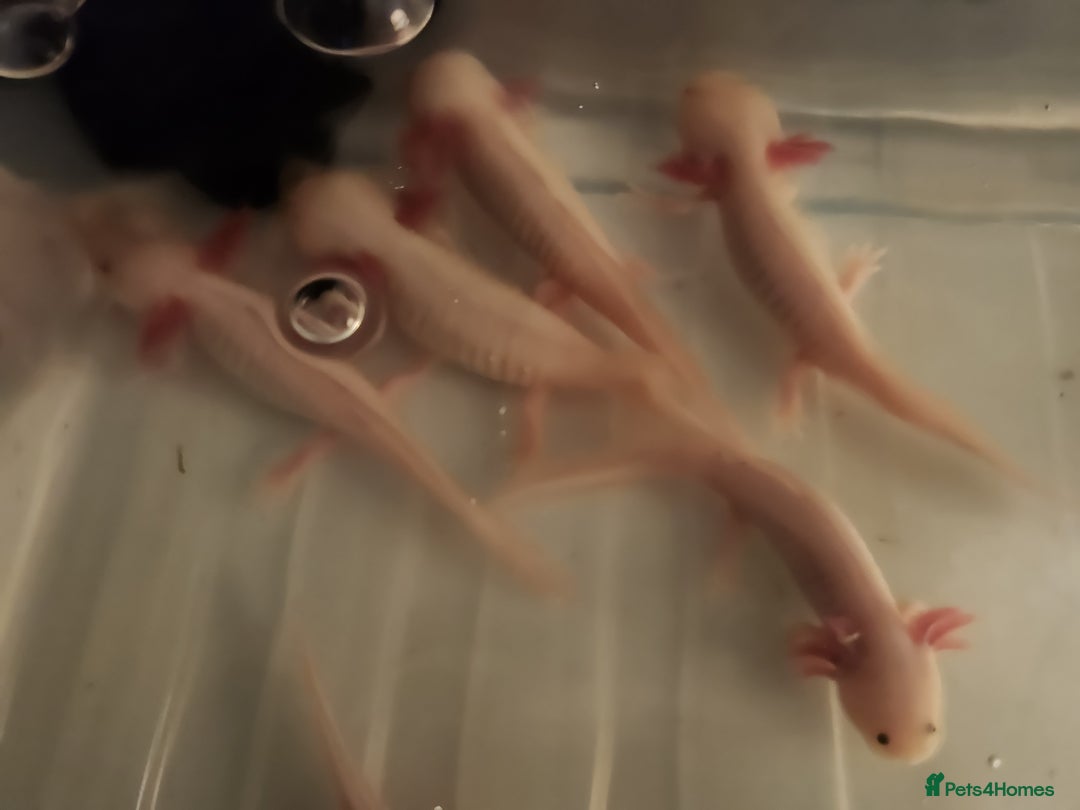 Axolotl reptiles for sale: Axolotl  - Image 2