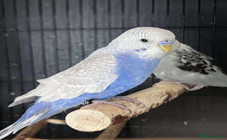 Budgerigars birds - Advert 16
