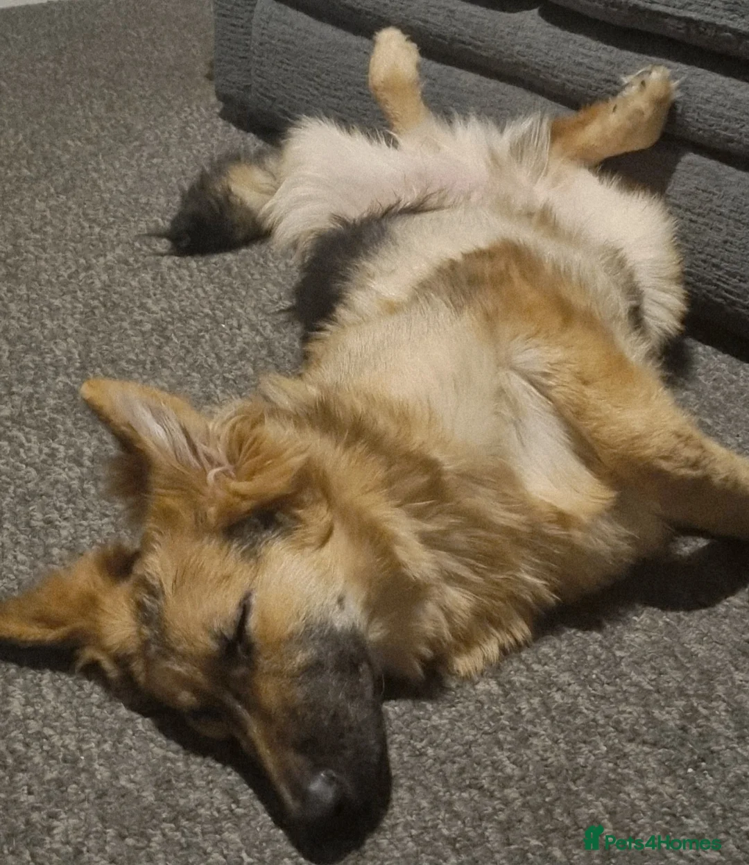 German Shepherd dogs for sale: 6 Month Old, Male, GSD in Blackpool - Advert 2
