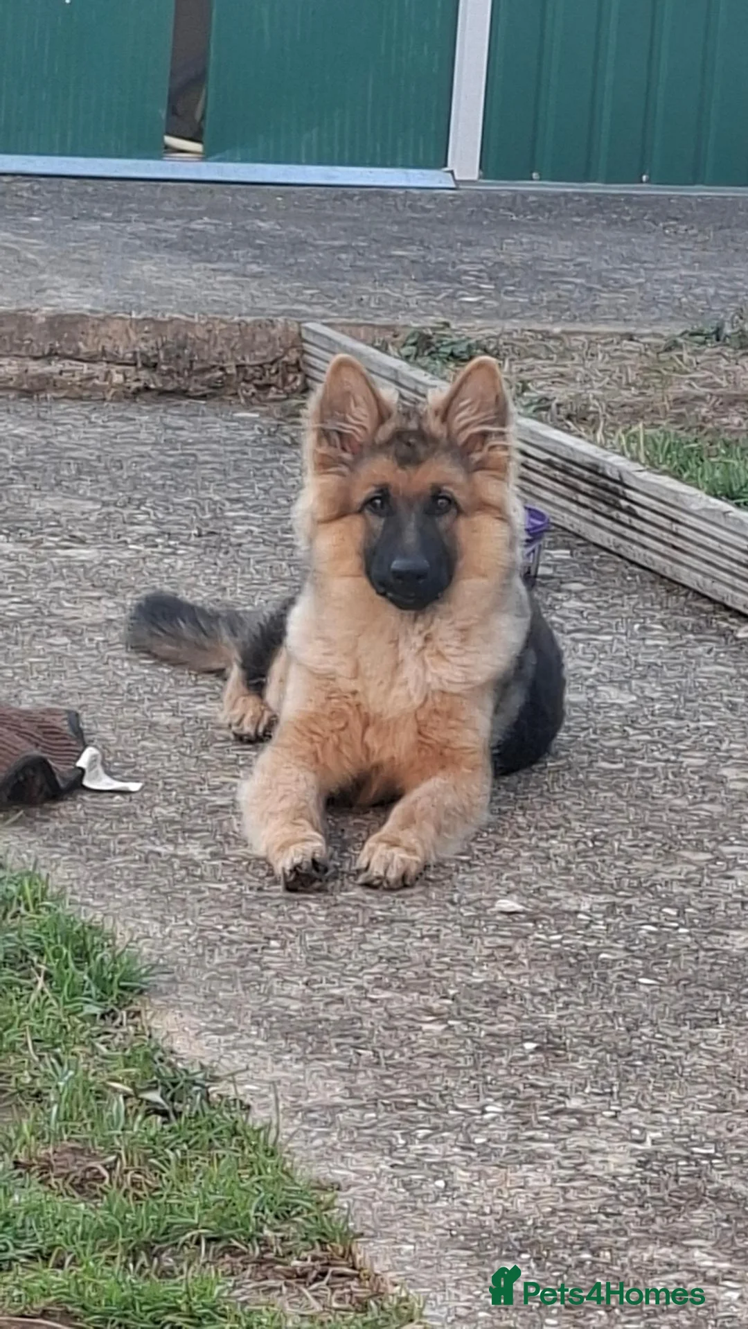 German Shepherd dogs for sale: Chico - Advert 1