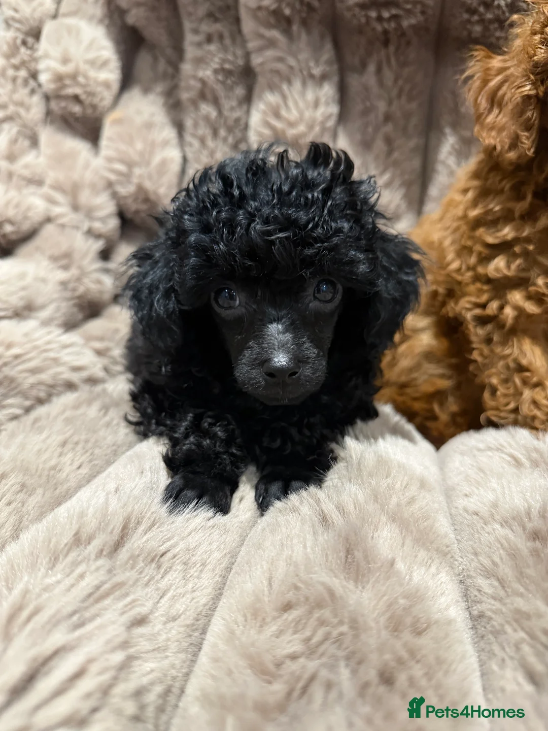 Toy Poodle dogs for sale: KC Reg Toy Poodles  - Advert 5