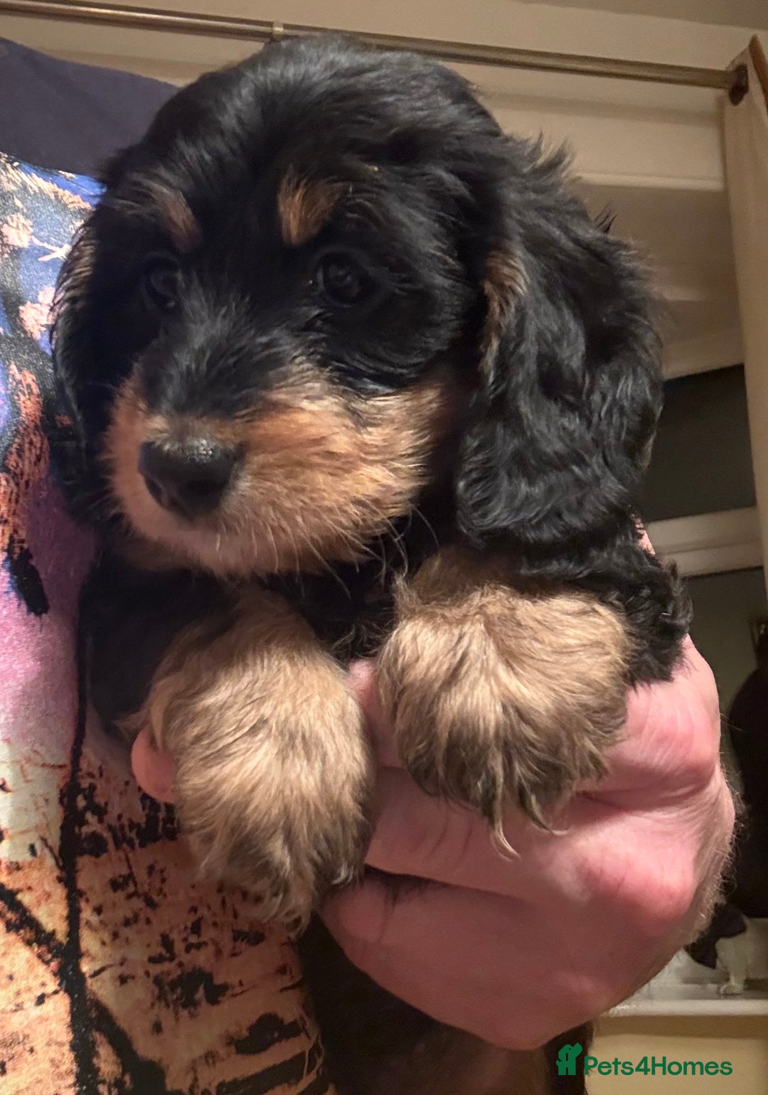 Miniature Dachshund dogs for sale: 5 star licensed breeder  - Advert 4