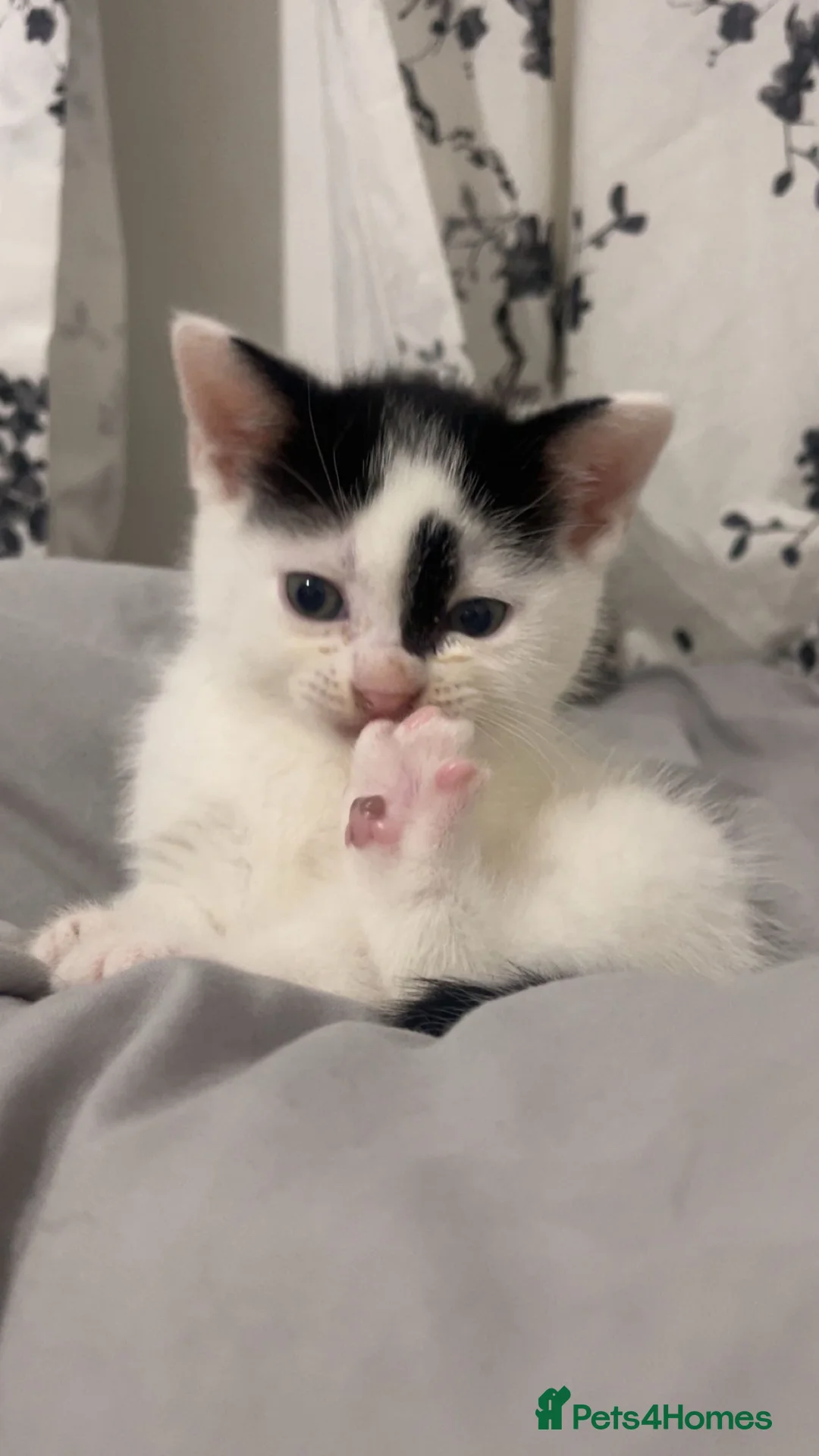 Domestic Shorthair cats for sale: Kittens up for sale  - Advert 7