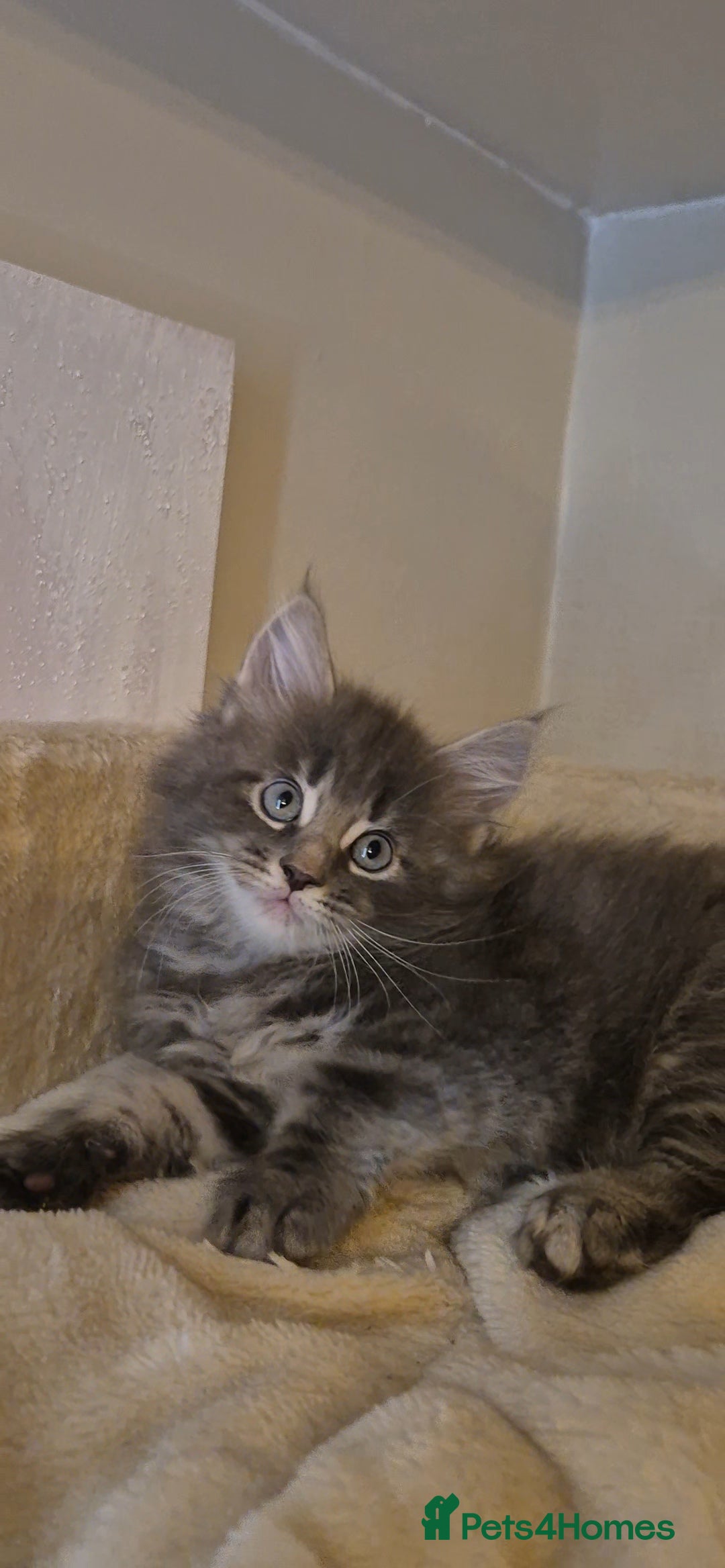 Maine Coon cats for sale: Friendly Maine coone mix baby's ready to go  - Advert 10