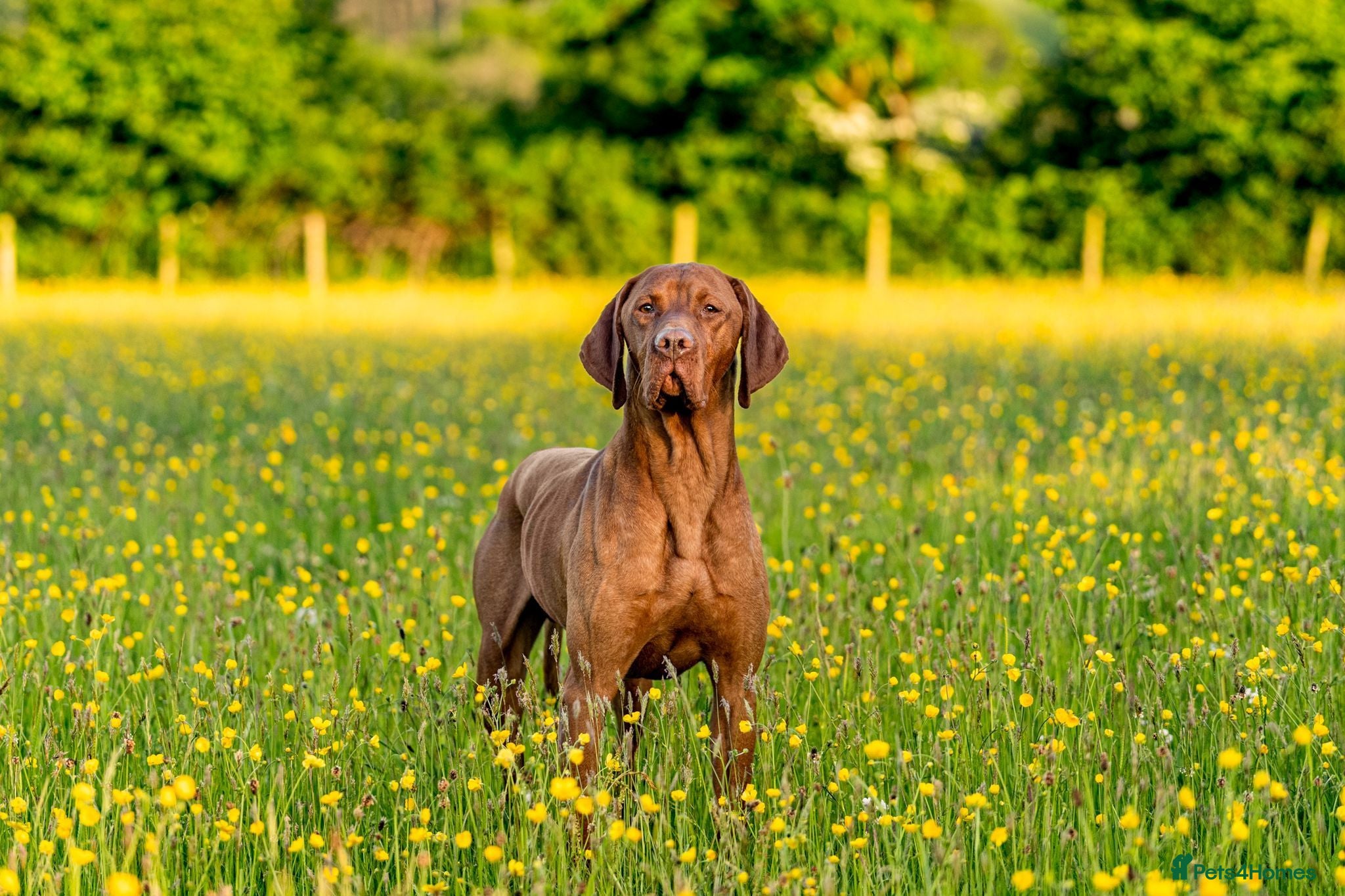 Hungarian Vizsla dogs Hungarian Vizsla Puppies KC Registered - Advert 2