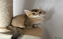 British Shorthair cats for sale: BSH Golden kittens  - Image 15