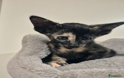 Oriental cats for sale: Oriental and Siamese Gccf registered kittens. - Image 17