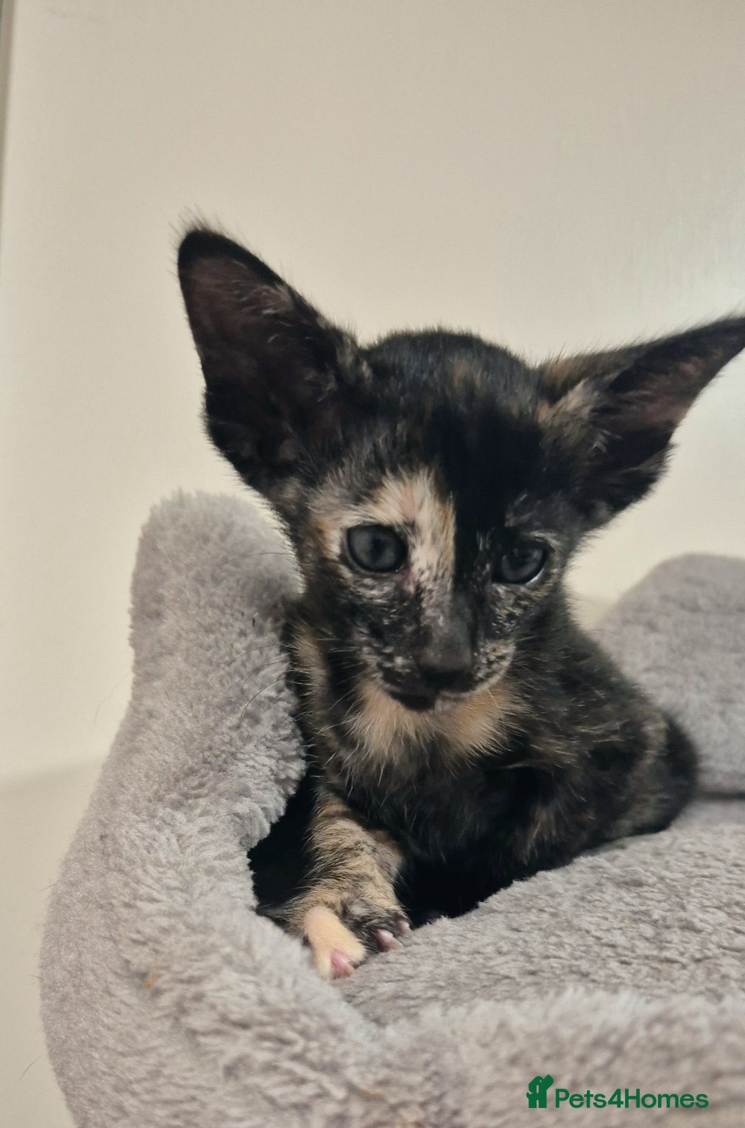 Oriental cats for sale: Oriental and Siamese Gccf registered kittens. - Image 17