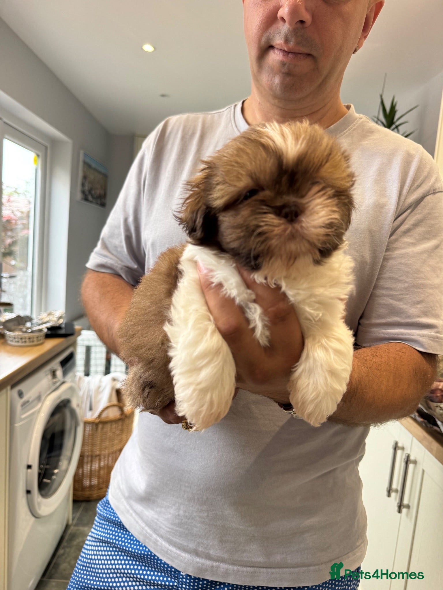 Shih Tzu dogs Stunning litter colours 😍 Imperial Shihzu babies  - Advert 2