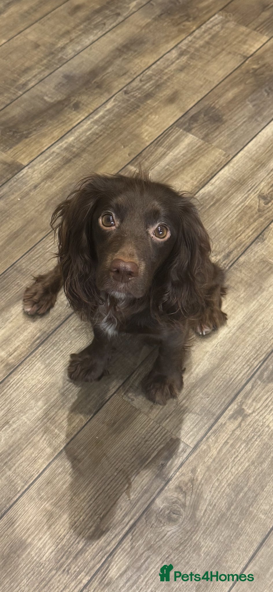 Cocker Spaniel dogs for sale: KC REGISTERED WORKING COCKER SPANIEl PUPPIES 💙💖 - Advert 1