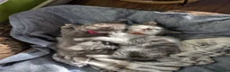 Siberian cats for sale: Siberian crossed kittens  - Advert 5