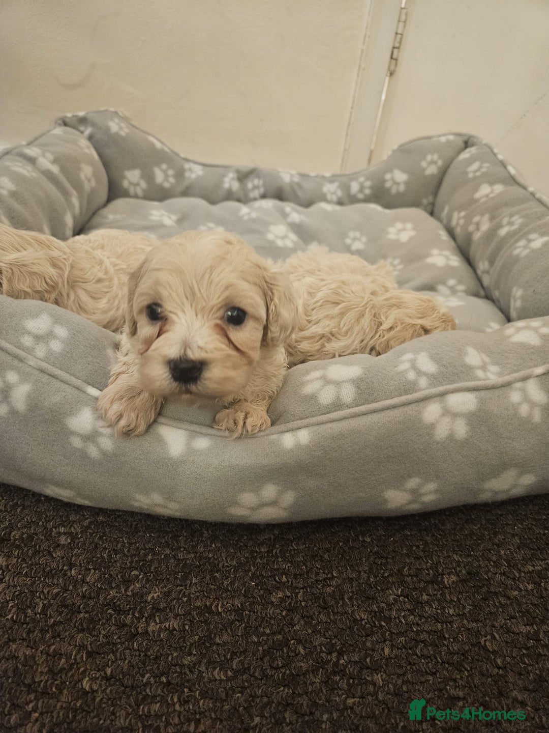 Maltipoo dogs for sale: Korean maltipoo luxury teddy 3 boys  - Advert 3