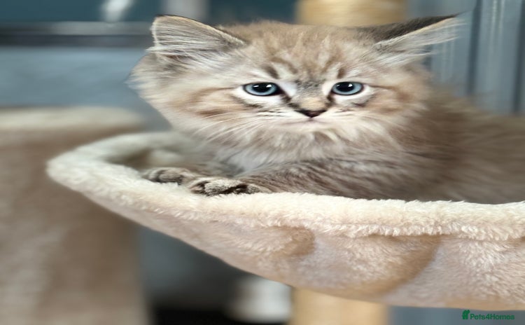 Ragdoll cats - Advert 1