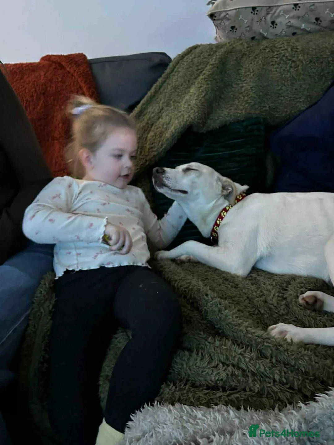 Mixed Breed dogs for adoption: Miss Archer is looking for her forever home  - Advert 3