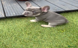 French Bulldog dogs for sale: French Bulldogs - Image 17