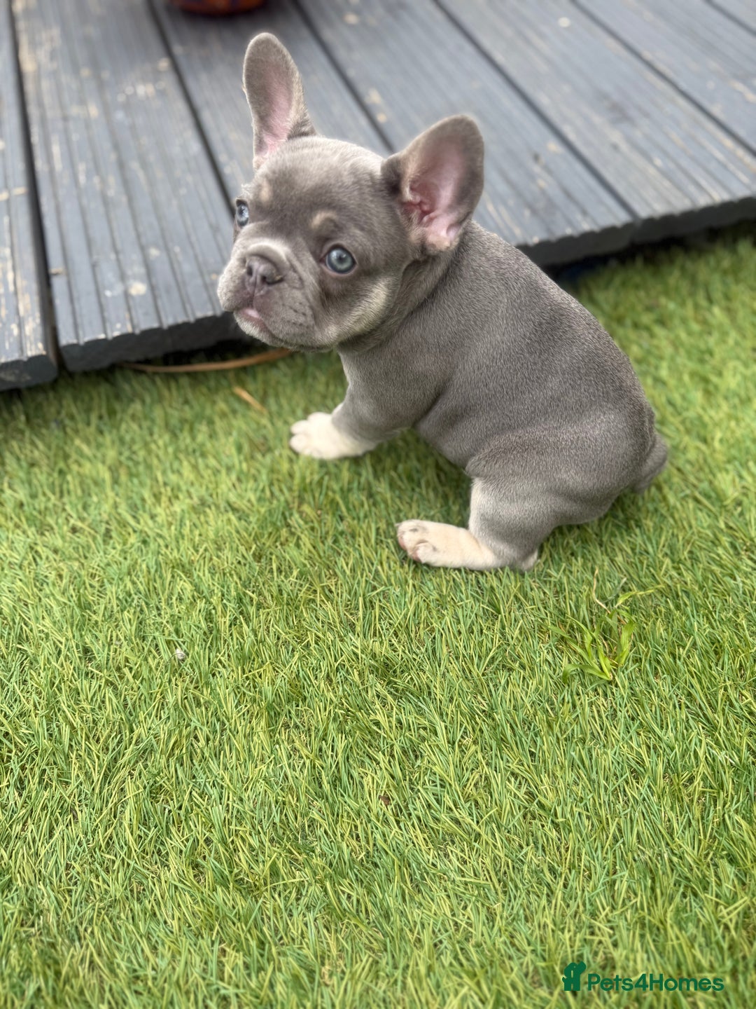 French Bulldog dogs for sale: French Bulldogs - Image 17