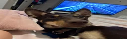 Australian Kelpie dogs for sale: 4 Year Old Australian Kelpie (Rusty) - Advert 7