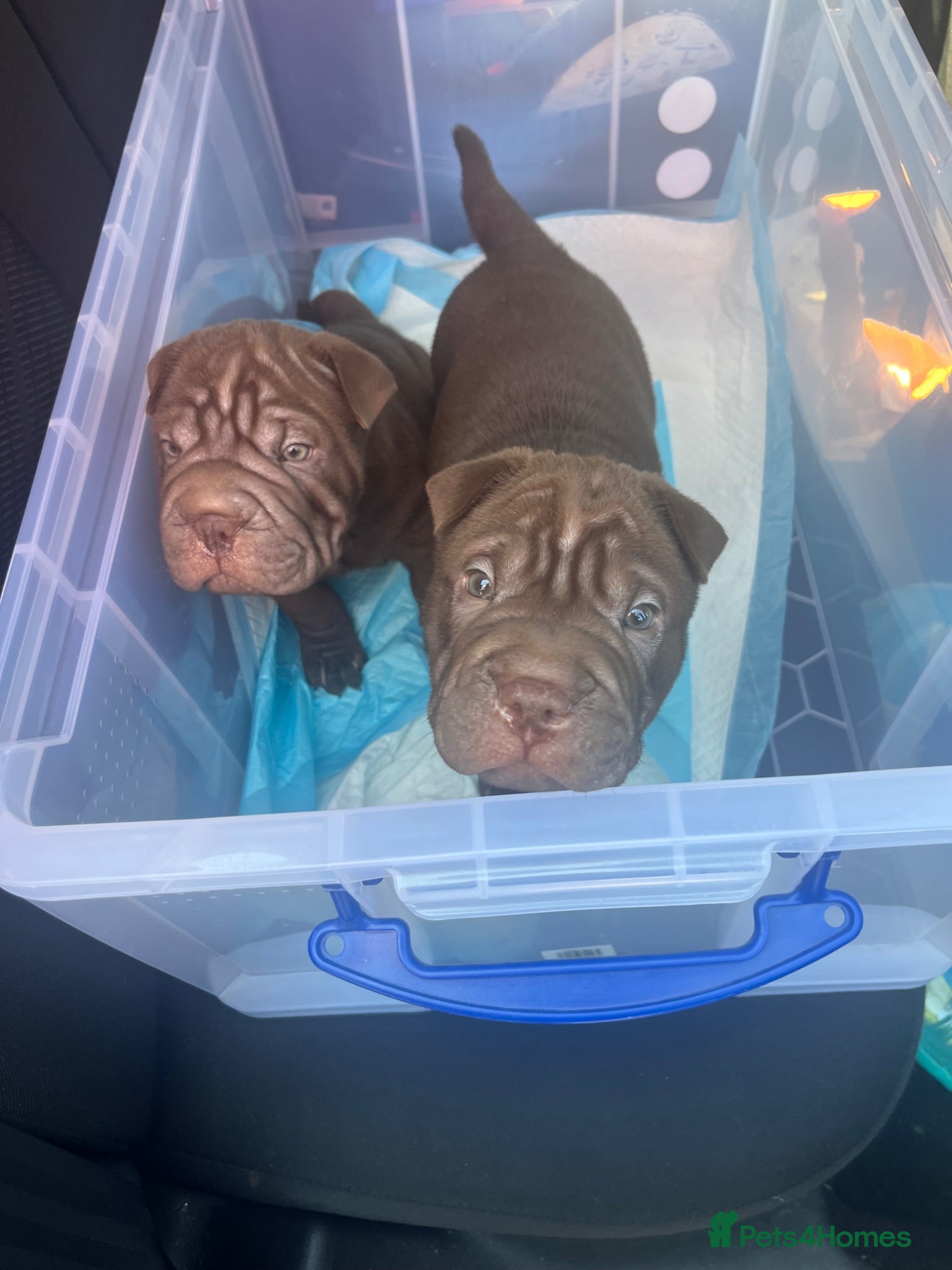 Mixed Breed dogs Sharpei puppies - Advert 1