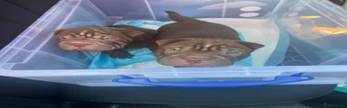 Mixed Breed 4