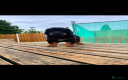 Tibetan Mastiff dogs for sale: 6 Tibetan Mastiff Puppies - Image 22