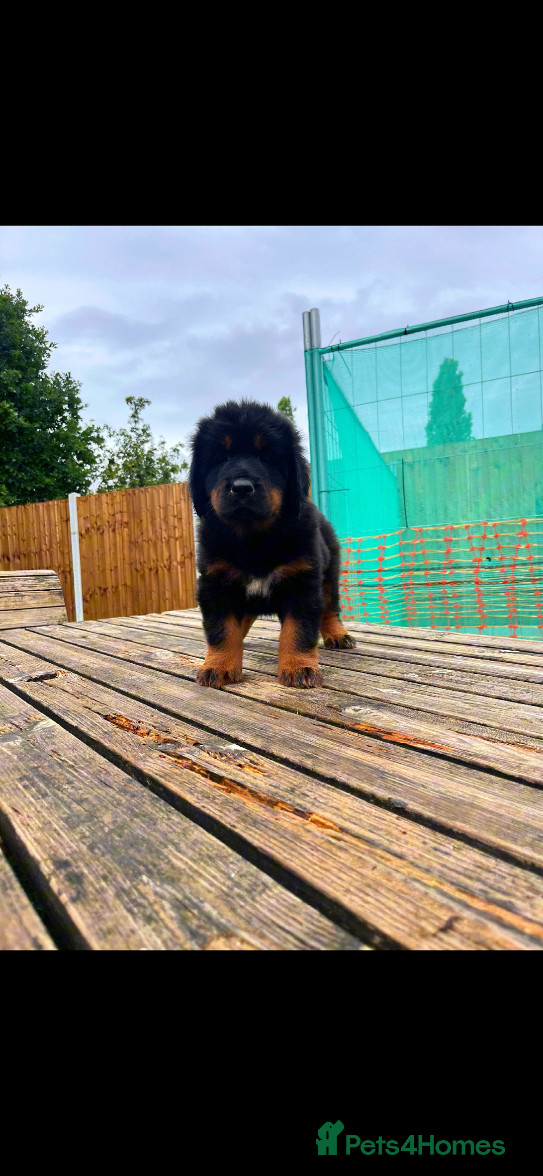 Tibetan Mastiff dogs for sale: 6 Tibetan Mastiff Puppies - Image 22