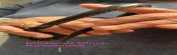 Snake reptiles for sale: Mixed Snakes - Advert 3