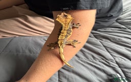 Gecko reptiles for sale: Male juvenile crested gecko  - Image 3