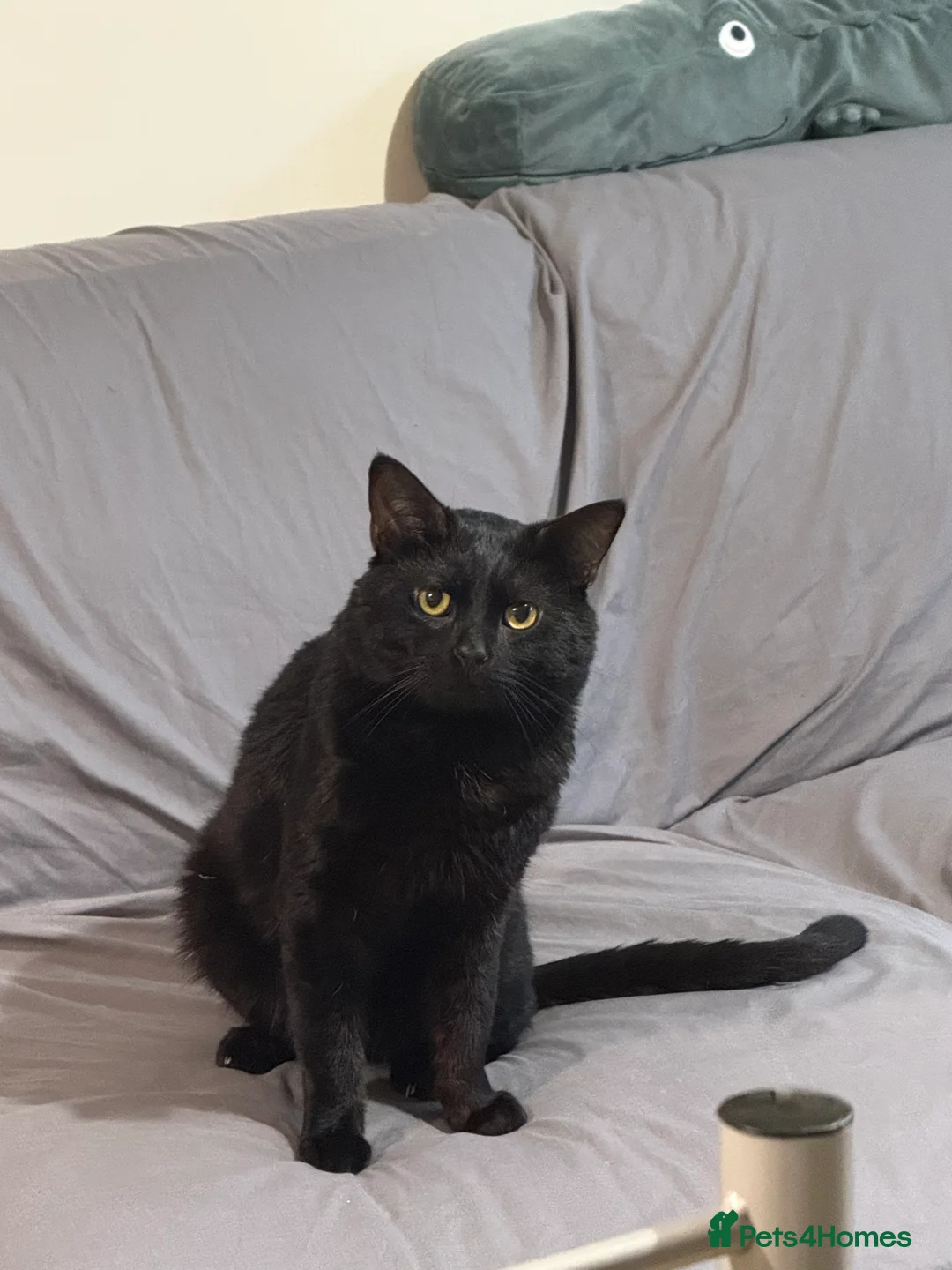 Mixed Breed cats for sale: Cute Black Cat  - Advert 4