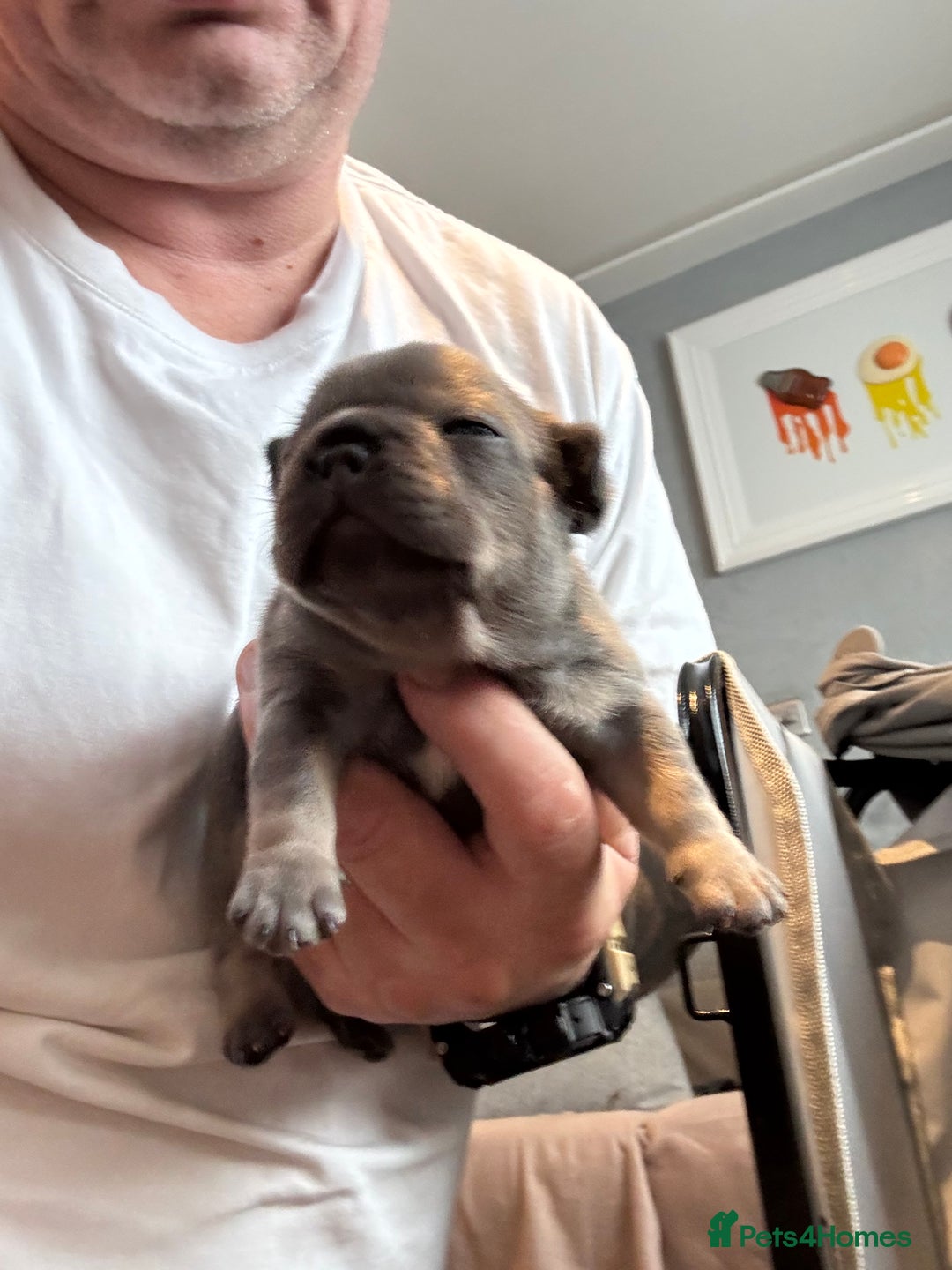 French Bulldog dogs for sale: French Bulldog Puppies - Advert 14