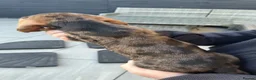 Dachshund dogs for sale: KC Wirehaired standard Dachshund puppies - Advert 23