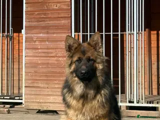 German Shepherd dogs Pure show line German Shepherd - Advert 12