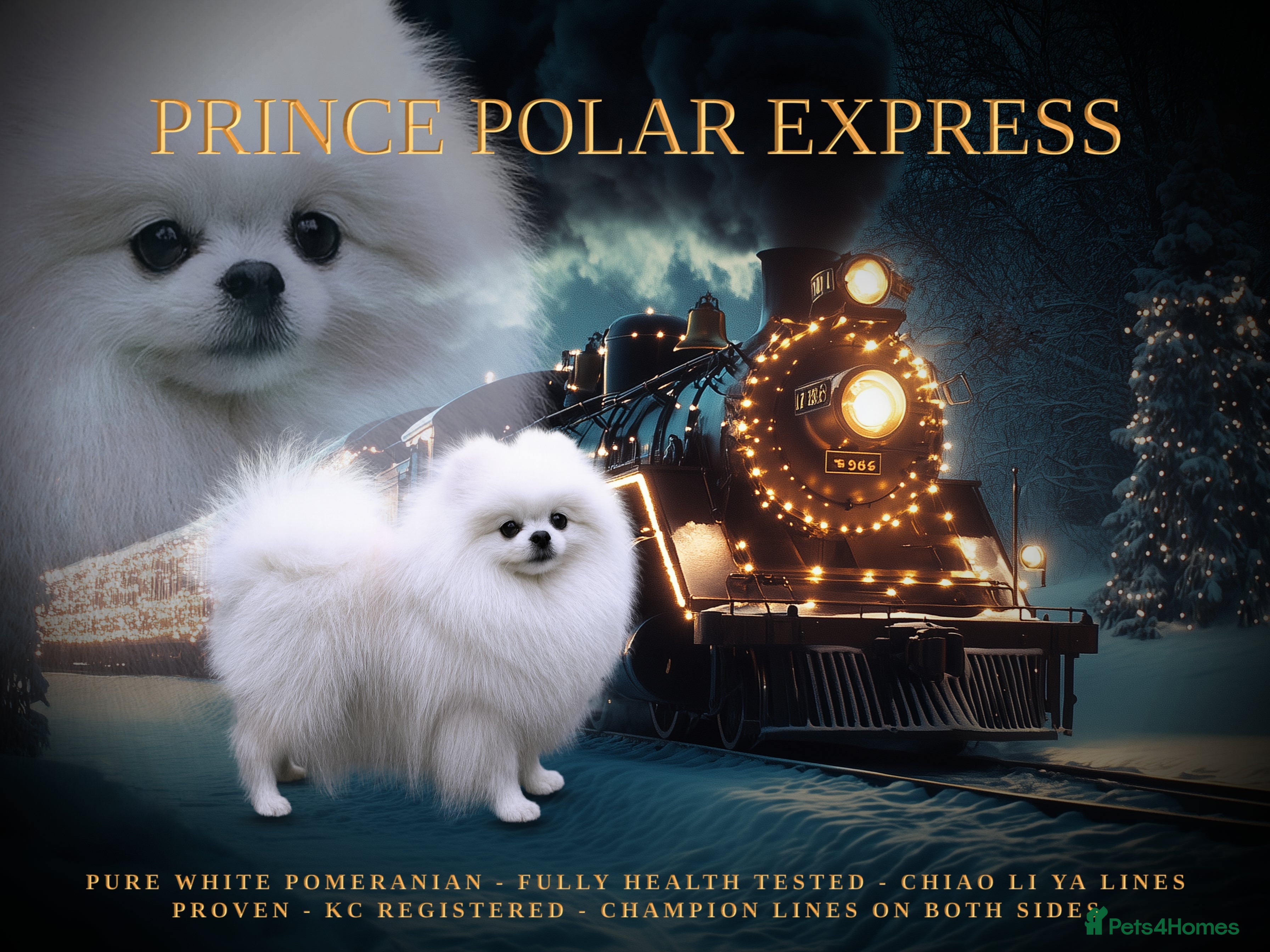 Pomeranian dogs Top Champion Lines KC White Pomeranian! - Advert 3