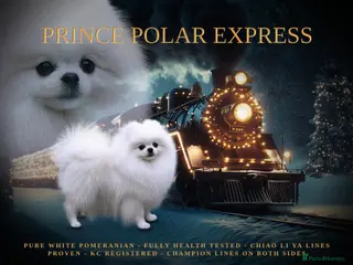 Pomeranian dogs Top Champion Lines KC White Pomeranian! - Advert 2