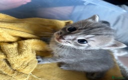 Ragdoll cats for sale: Ragdoll x bengal - Image 3