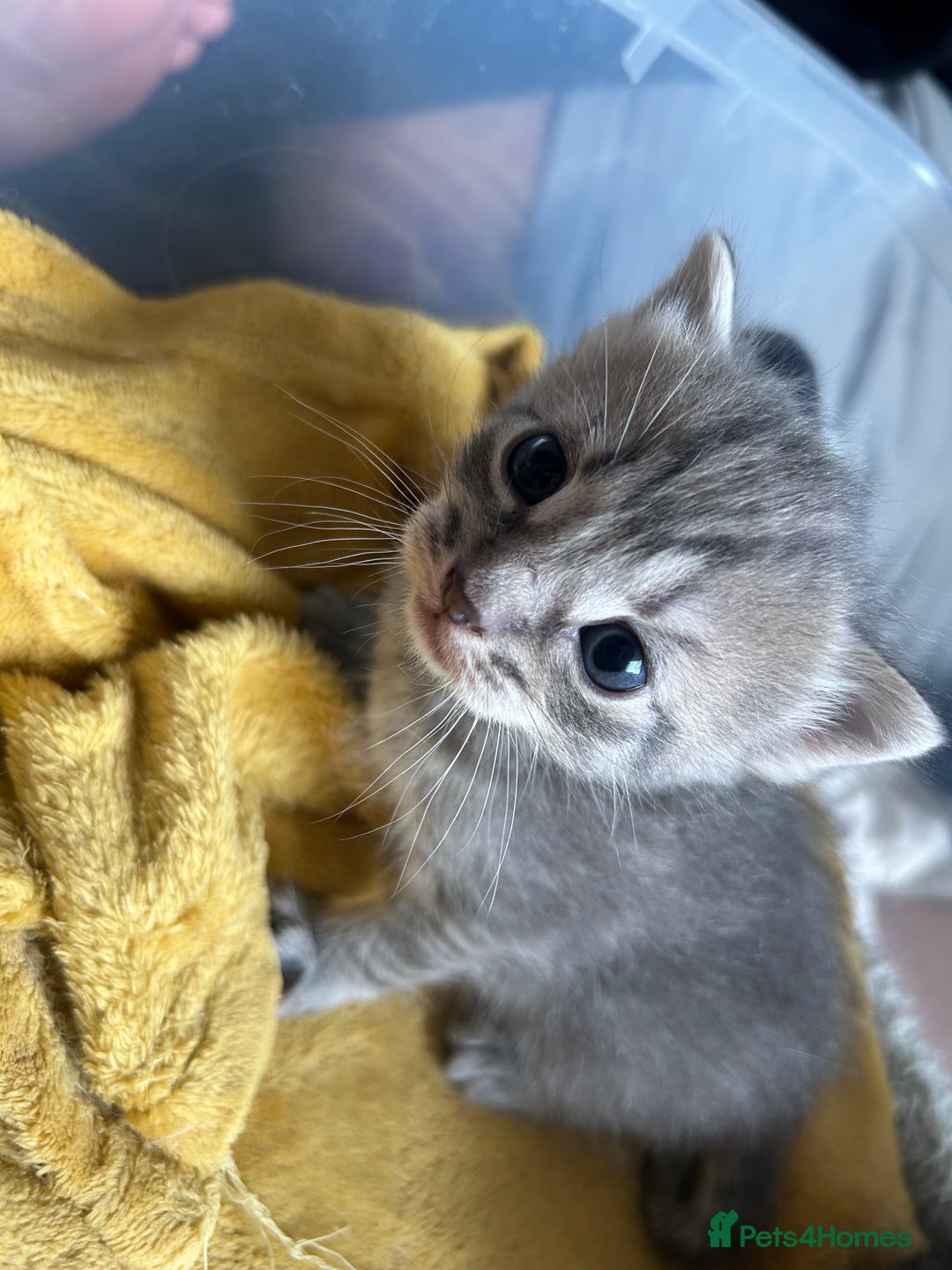 Ragdoll cats for sale: Ragdoll x bengal - Image 3