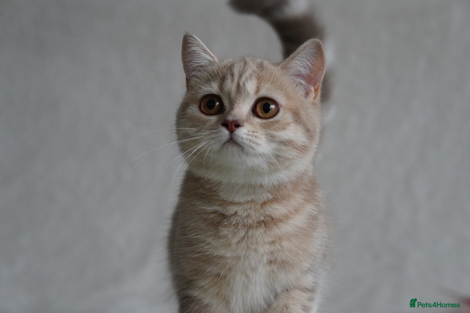 Scottish Fold cats Beautiful kittens - Advert 2