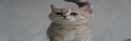 Scottish Fold cats for sale: Beautiful kittens - Advert 3