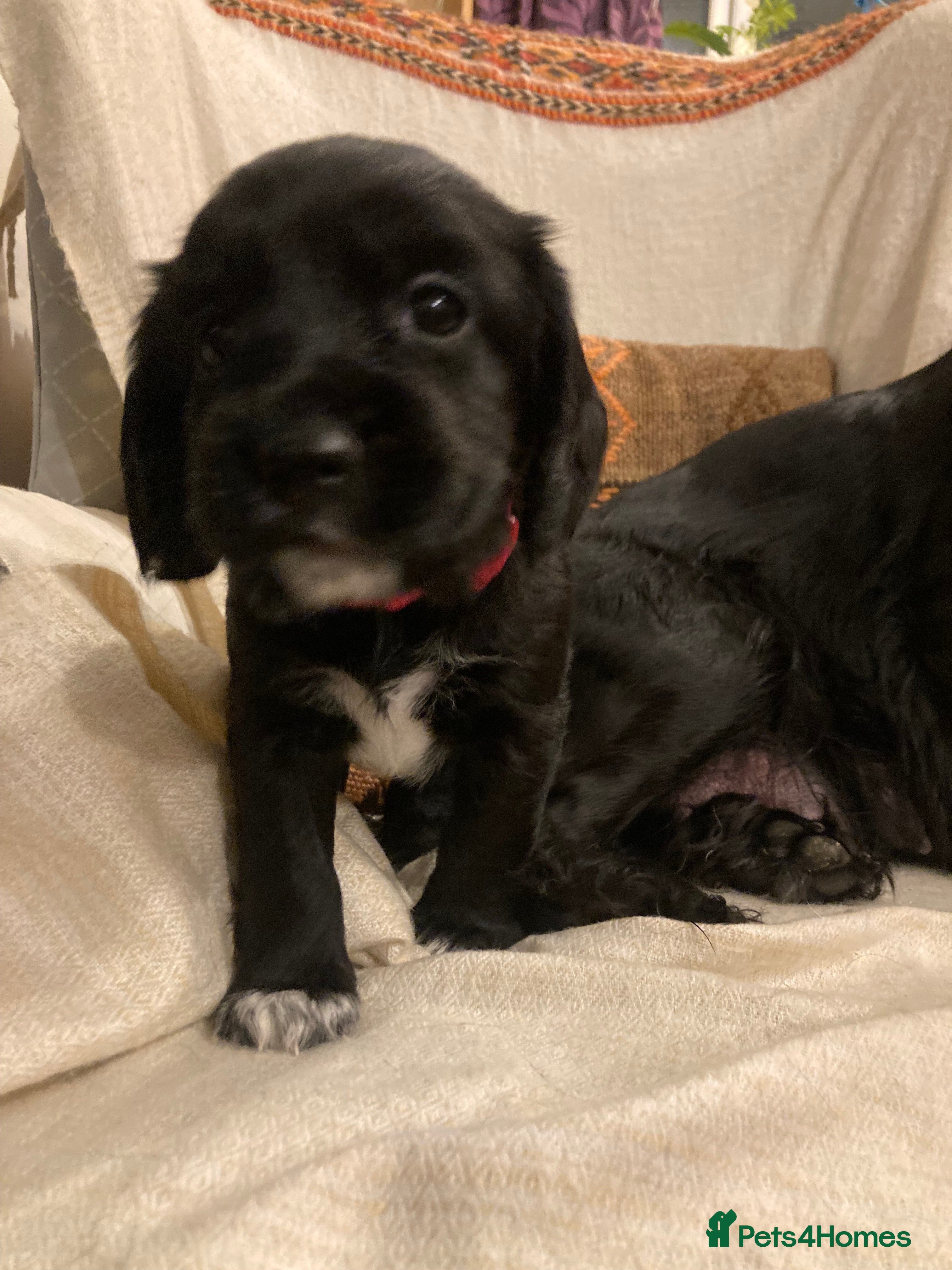 Sprocker dogs 8 beautiful healthy friendly little Sprocker pups - Advert 2